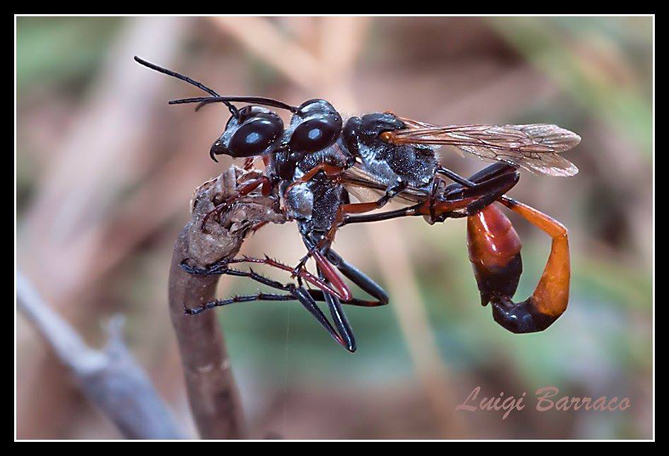 Ammophila heydeni heydeni